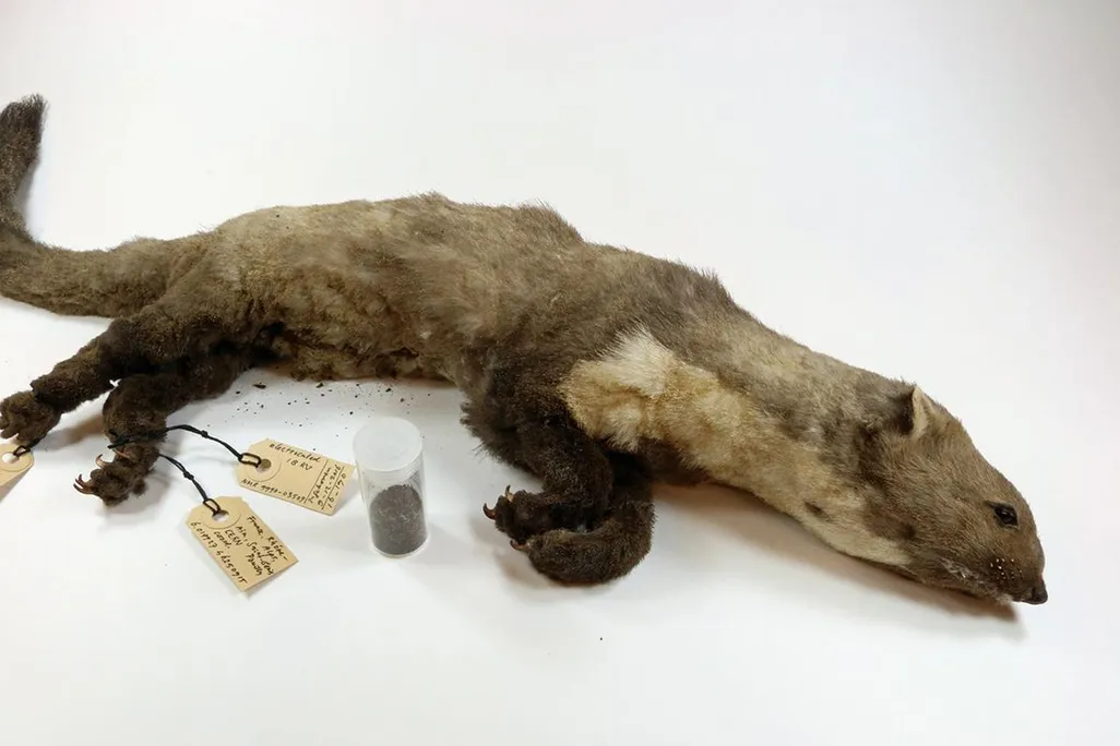 CERN Weasel 2