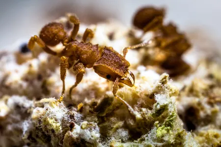 A worker of the fungus-farming ant species Mycetophylax asper, collected in Santa Catarina, Brazil, in 2014, on its fungus garden