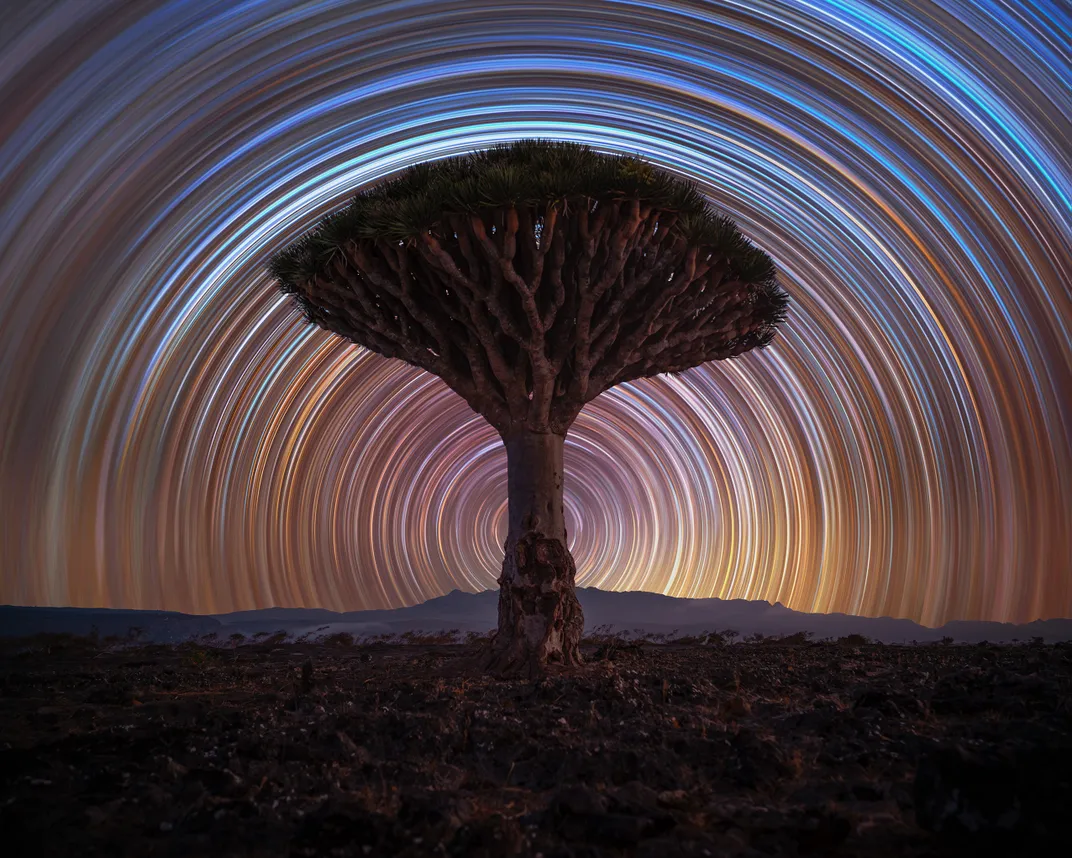 dragon_tree_trails__benjamin_barakat.jpg