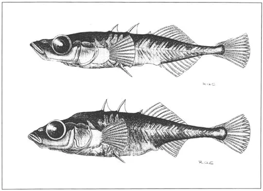 Extinction or Evolution? The Answer Isn't Always Clear