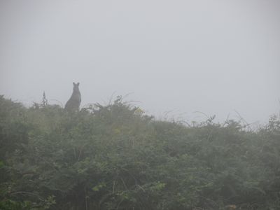 A wallaby in the mist on the Irish island of Lambay.
