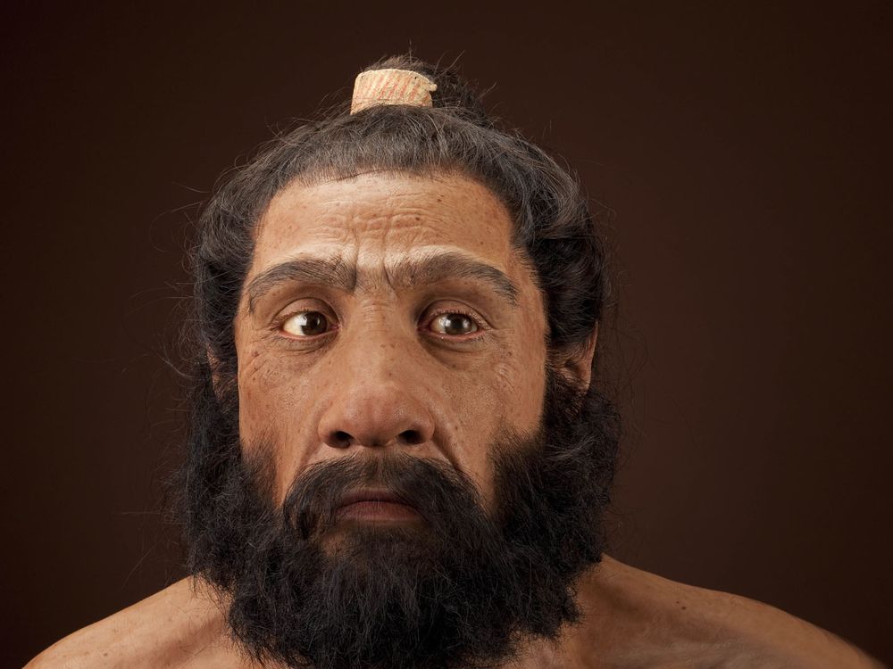 A reconstruction of what a male Neanderthal may have looked like. The reconstruction looked like a man with a thick beard and mustache, and his hair is tied back.