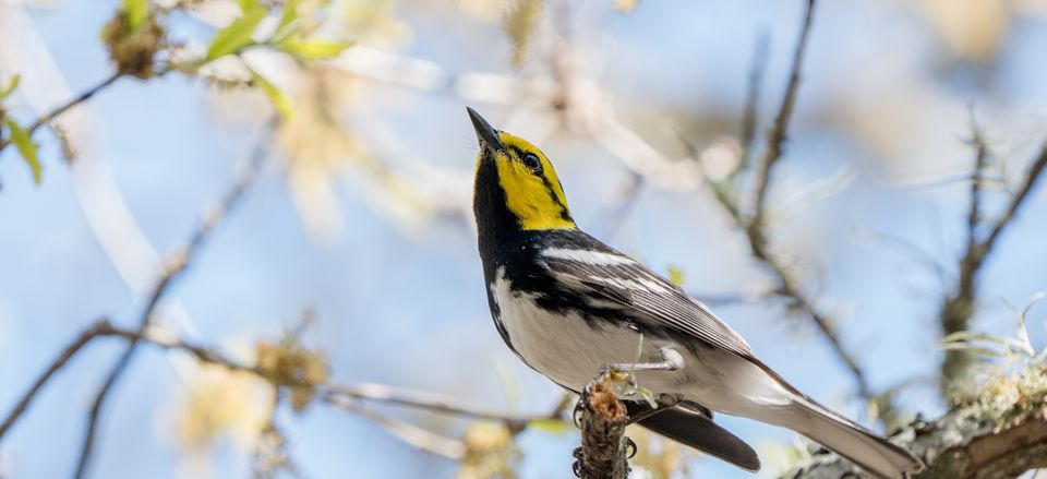  The golden-cheeked warbler of Texas 