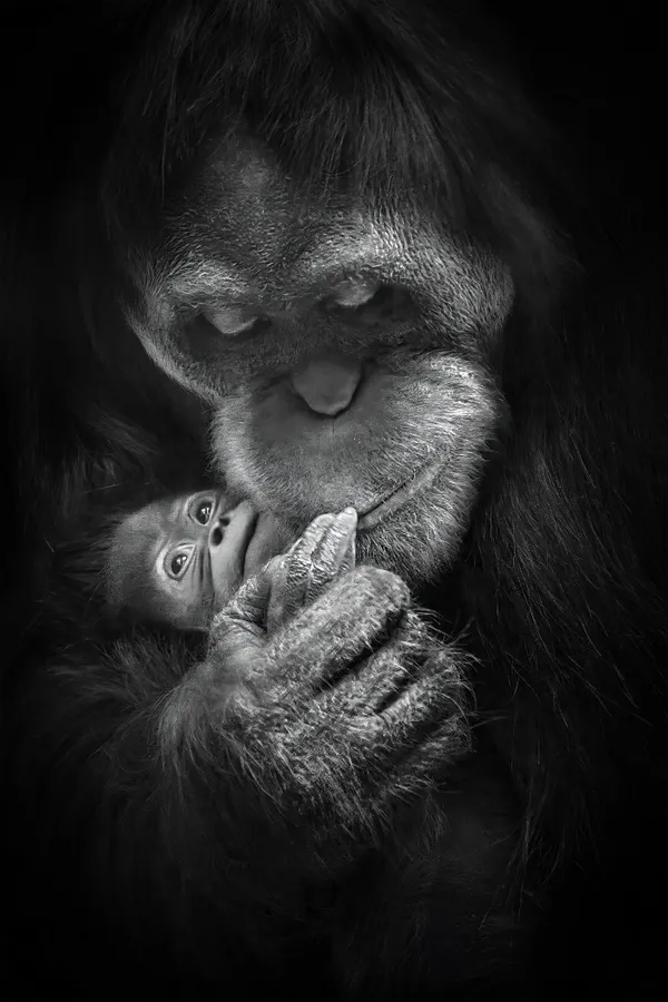 Orangutan Mom And Baby thumbnail