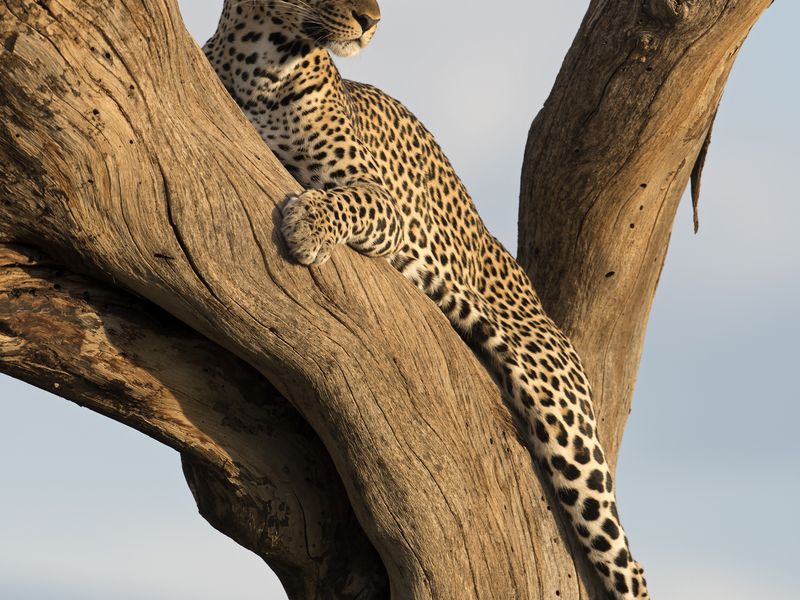 Leopard At Sunset 