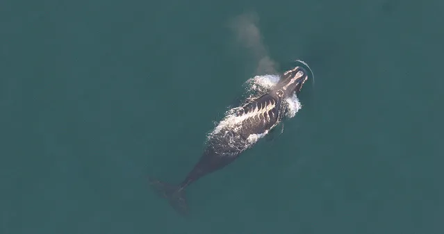 overhead view of a whale with white colored depressions in its back from a ship propeller