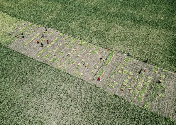 Harvesting onion seeds under the sun thumbnail