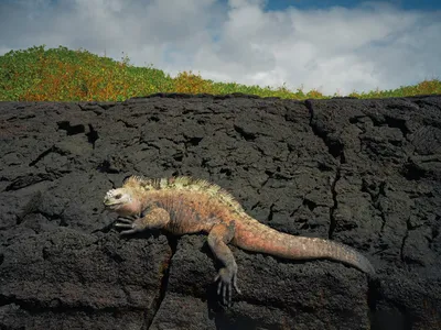 marine iguana