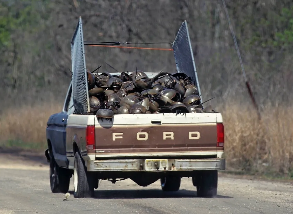 Horseshoe crabs in the bed of a truck