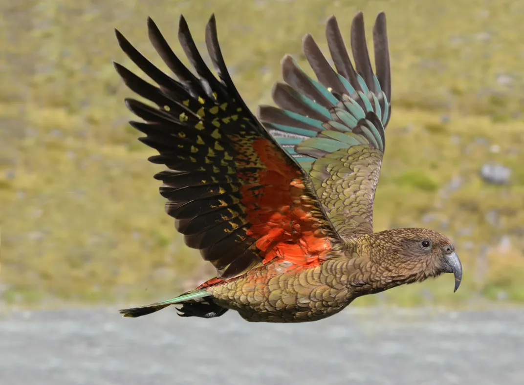 Kea in flight