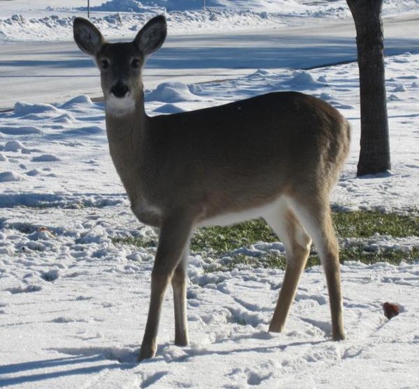 Deer in Montana Town thumbnail