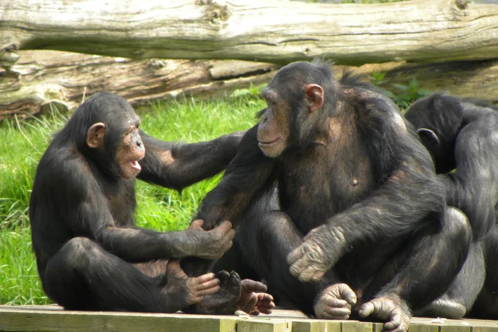 Two chimpanzees sit on a wooden platform; the chimp on the left is holding onto the shoulder and arm of the one on the right. Both look at each other, as if in mid-conversation.