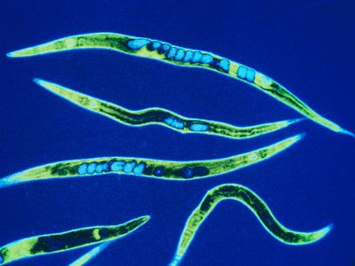 False-color micrograph of Caenorhabditis elegans