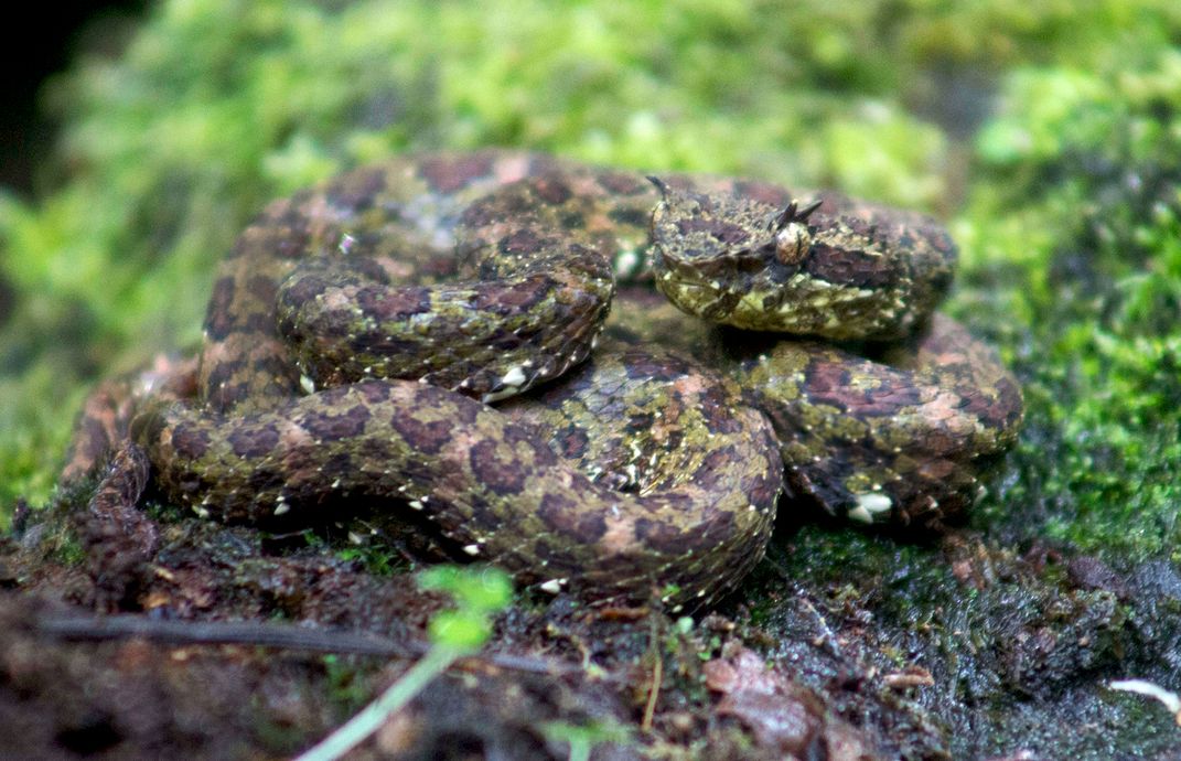 Ошибка silver fer de lance