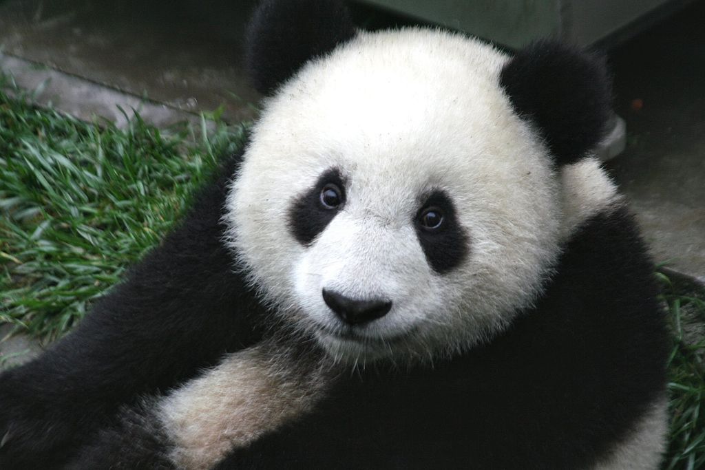 China's National Panda Park Will Be Three Times the Size of Yellowstone |  Smart News| Smithsonian Magazine