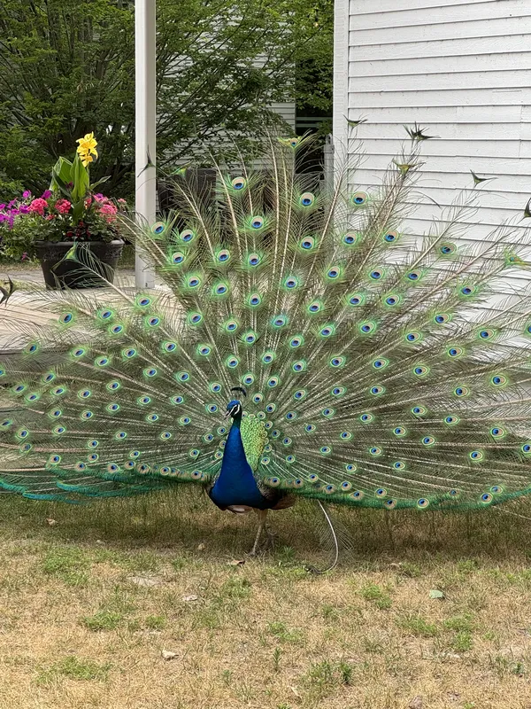 Urban wildlife thumbnail