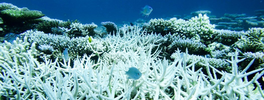 A coral reef bleached white.