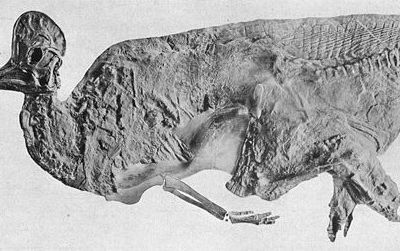 A Corythosaurus with skin impressions--similar to this one on display at the American Museum of Natural History--was lost when a German military vessel sank the SS Mount Temple on December 6, 1916.