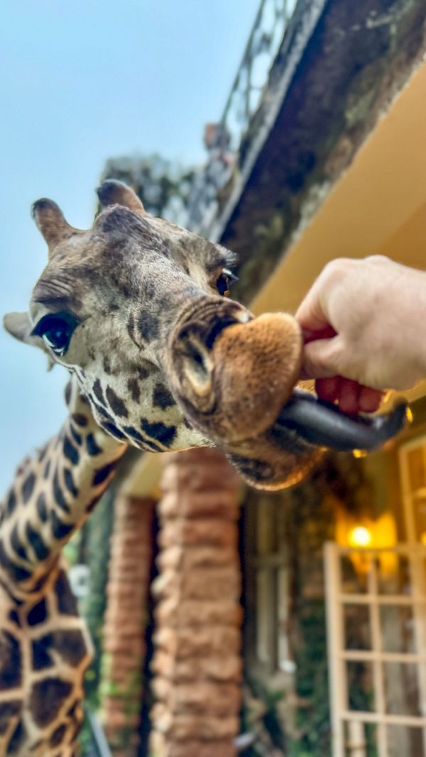 Rothschild’s Giraffe in the Palm of my Hand thumbnail