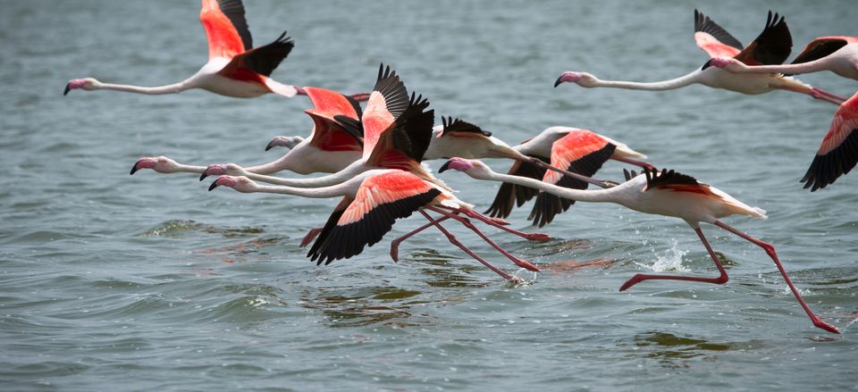  Flamingos fly over Walvis Bay, Namibia. 