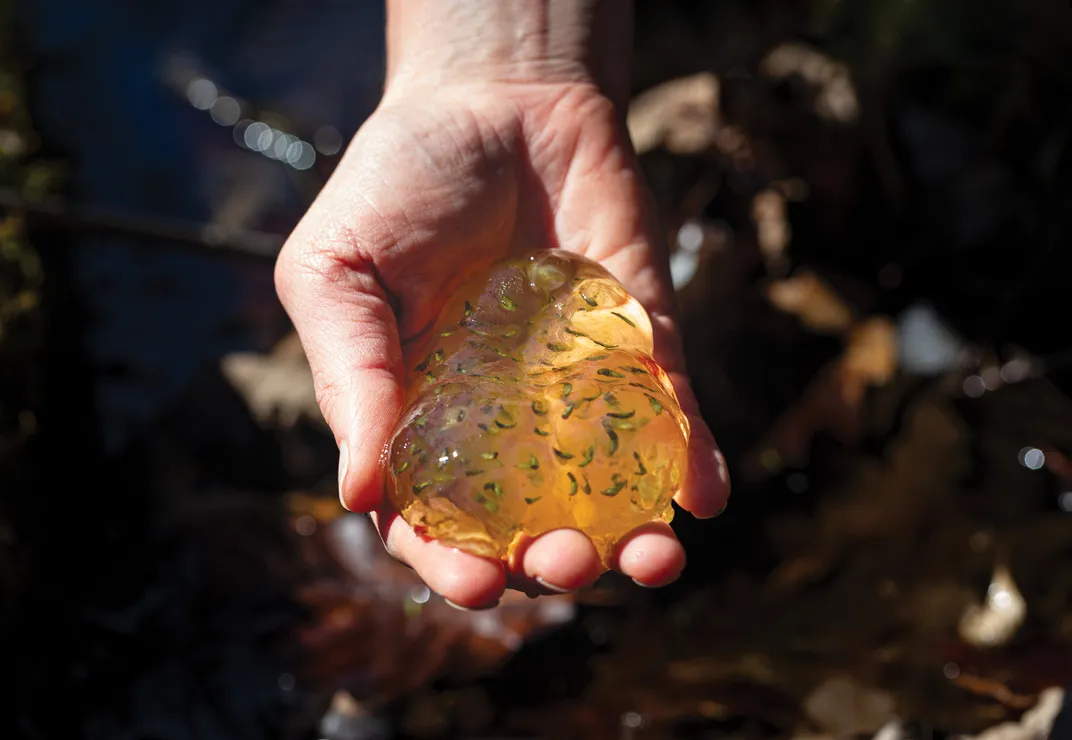 spotted salamander eggs