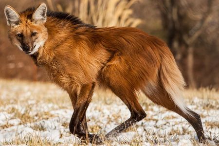 Spindly legs and thick, red fur have earned maned wolves the nickname “foxes on stilts,” but the animal is neither fox nor wolf. 