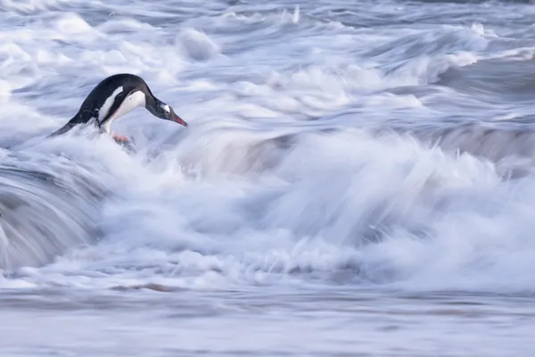 Into the Surf thumbnail