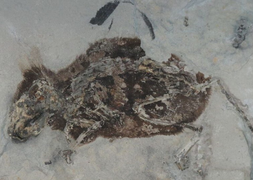 For the First Time, Researchers Find Color Red Preserved in Fossil