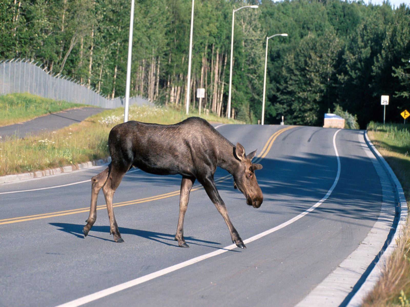 Roadkill Reduced During Lockdowns, but Traffic Is Increasing Again | Smart  News| Smithsonian Magazine