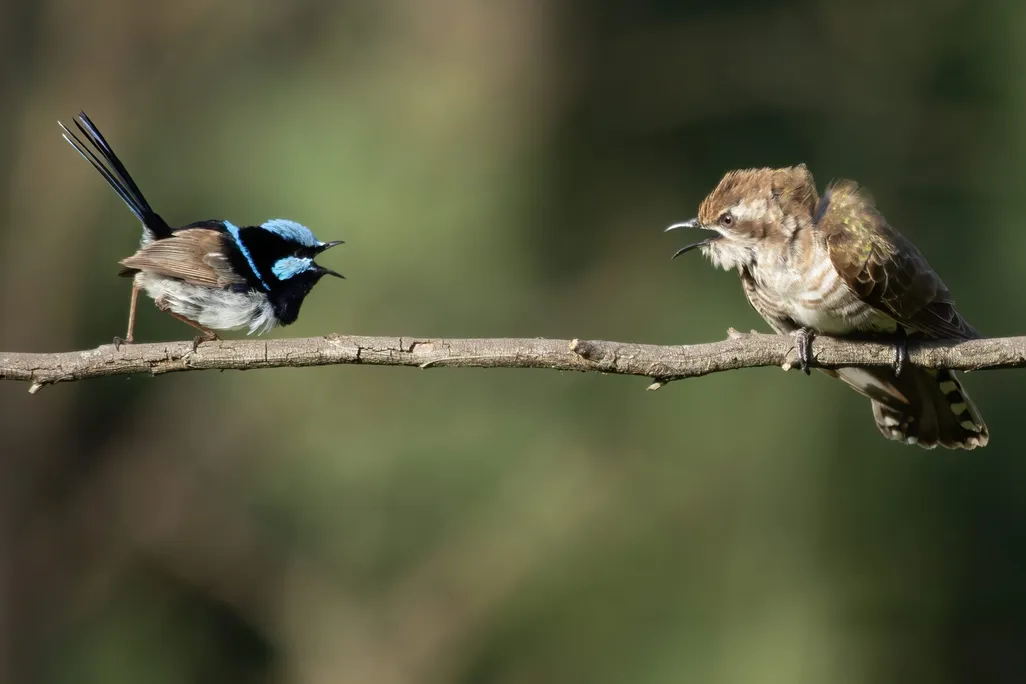 A blue and black bird and a brown bird face each other on a branch