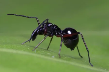 The jumping spider bears a distinct resemblance to ants