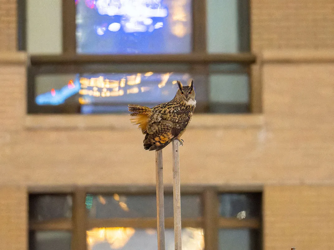 Flaco the Owl Perches Near Building