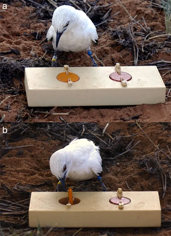 in two images, a white bird with a dark bill stands in front of a small block with two circles on it, then pecks one of them