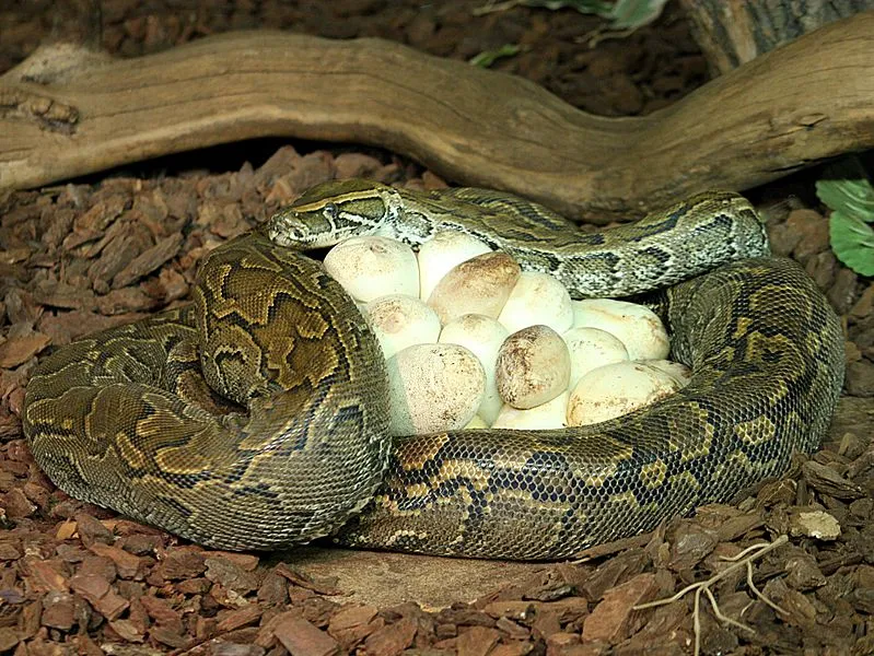 Reptile birth