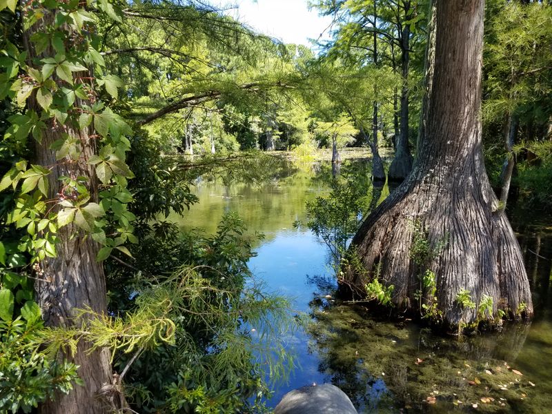 A swampy area with a large tree and water reflecting a blue sky