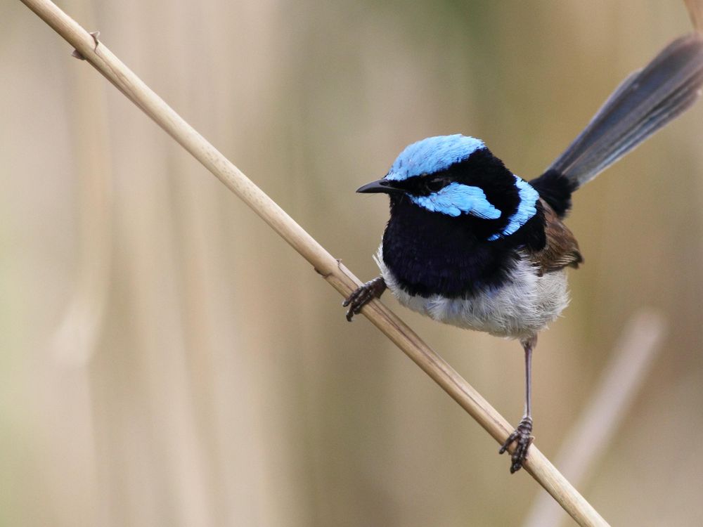 Superb Fairywren