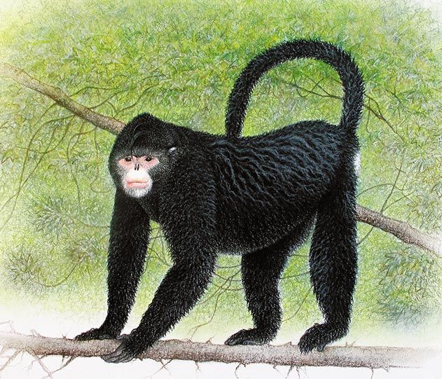 Burmese snub-nosed monkey