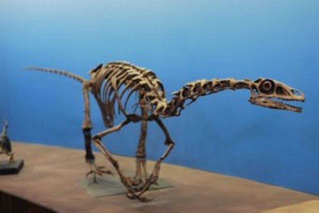 20110520083148falcarius-utah-museum-300x201.jpg