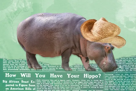 Representative Robert F. Broussard believed hippos imported from Africa would rid Louisiana and Florida of the water hyacinths smothering their waterways.