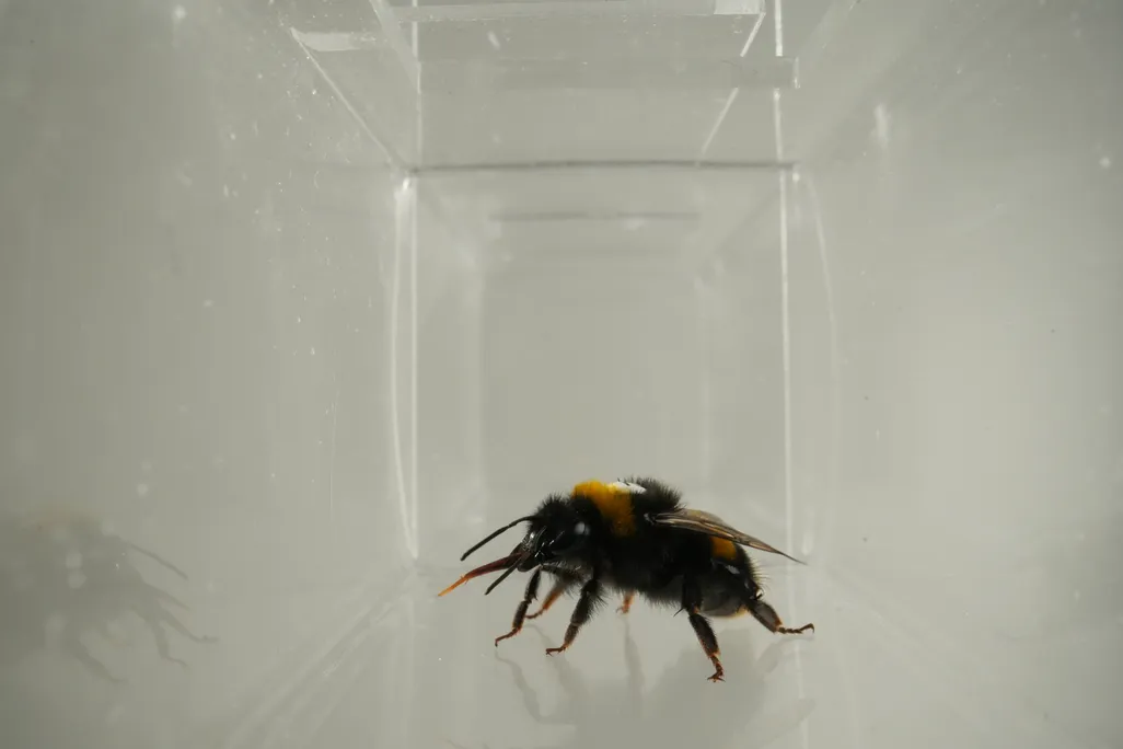Bumblebee sticking its tongue out inside a clear container
