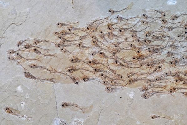 Did This Fossil Freeze a Swimming School of Fish in Time?