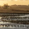 Record-High 736,000 Sandhill Cranes Flock to Nebraska During Spring Migration Peak—With No Signs of Bird Flu, Despite Concerns icon