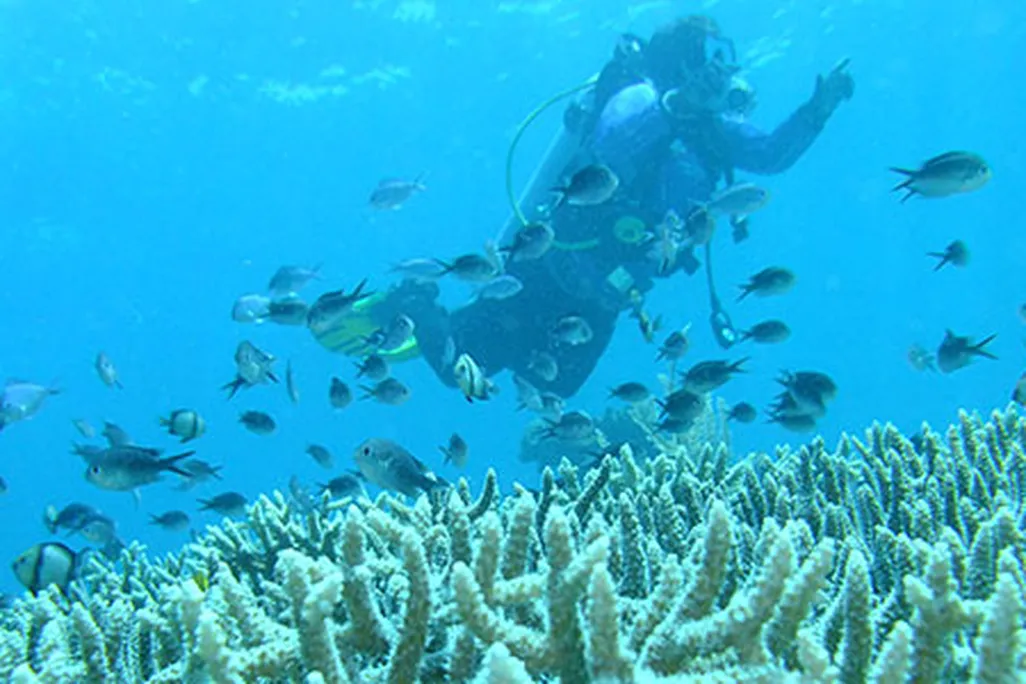 Coral reef
