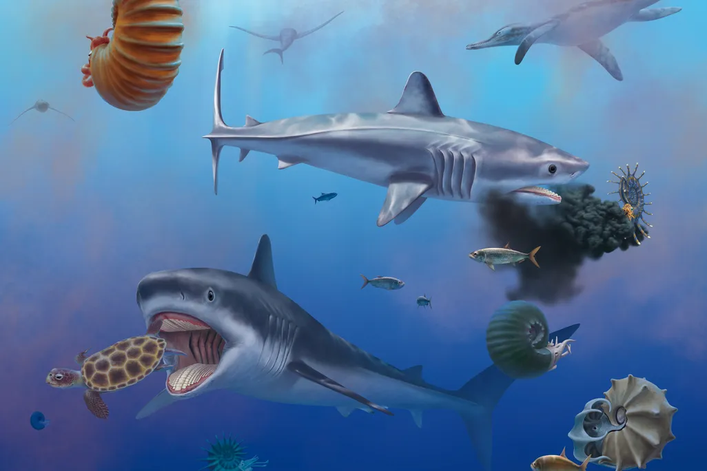An artist's illustration of two giant Ptychodus sharks eating sea turtles and ammonites in open water
