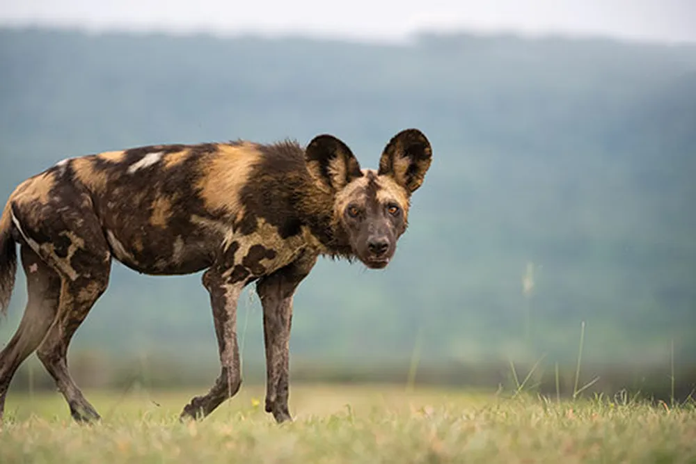 Wild Dogs Mobile