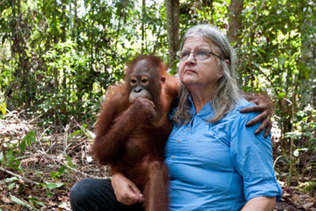 20110815094003imax-orangutan-born-to-be-wild.jpg