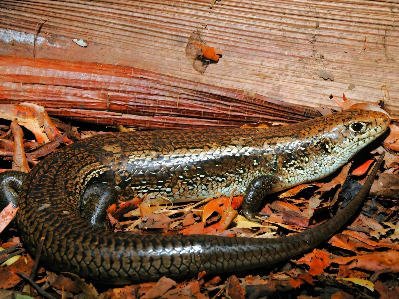 How Do Lot Lizards Work