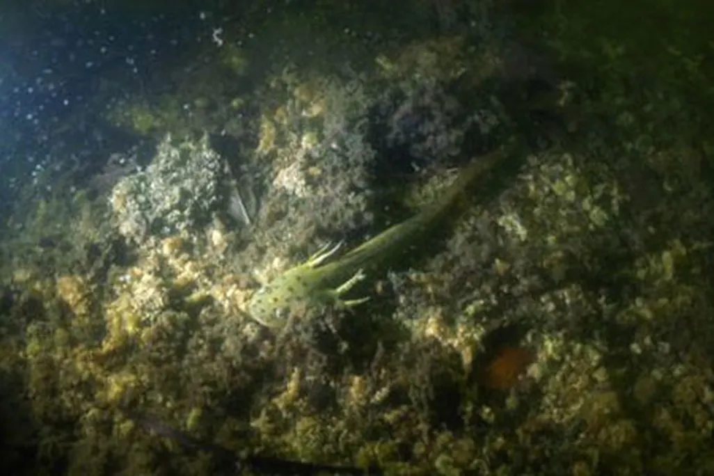 Salamander underwater