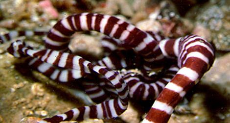 Ribbon worms