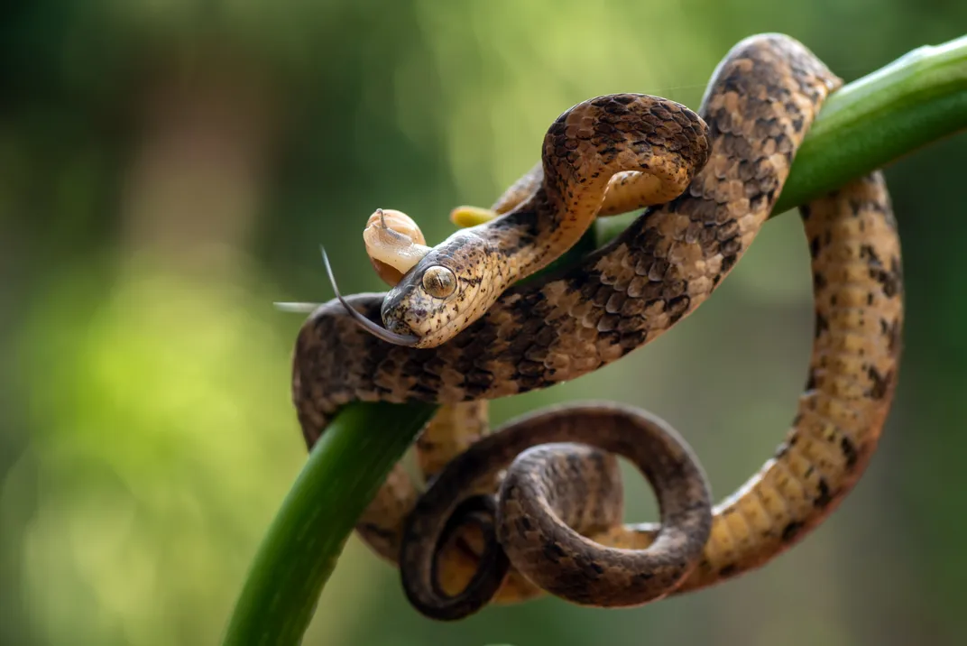 A keeled slug snake seemingly misplaces its meal, which is above its head.
